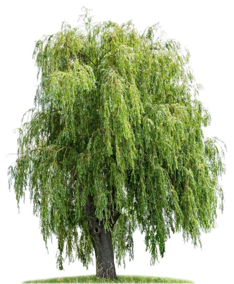 Ива плакучая