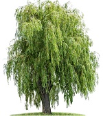 Ива плакучая